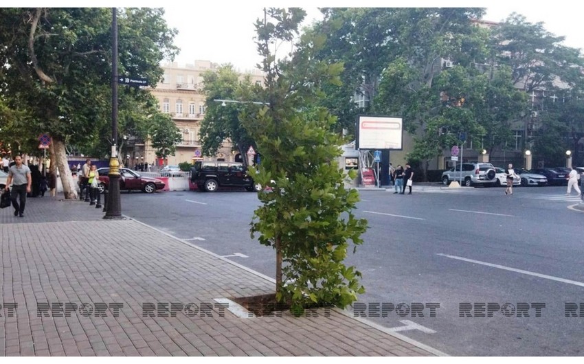 Bakının mərkəzində qanunsuz parkinqin yerində ağac əkilib - FOTO