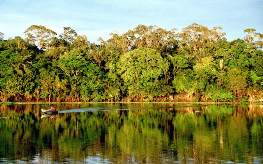 Ученые обвинили власти Бразилии в спланированной вырубке Амазонии