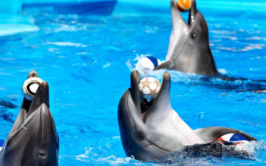 В Казахстане могут запретить дельфинарии
