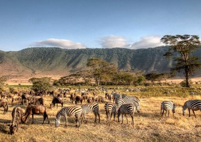 В Танзании из-за засухи умерли более 62 тысяч животных