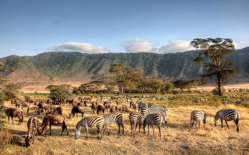 В Танзании из-за засухи умерли более 62 тысяч животных