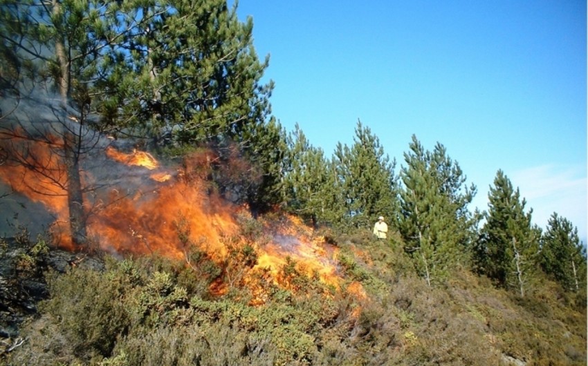 МЭПР: Жаркая и ветреная погода создает трудности в тушении пожара в лесу в Габале