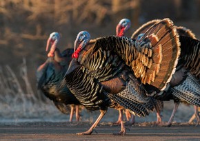 Azerbaijan sharply increases purchase of turkey meat from Canada