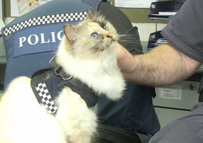 A cat joins New Zealand police team