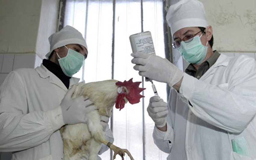 В Чехии впервые за последние 10 лет обнаружен птичий грипп