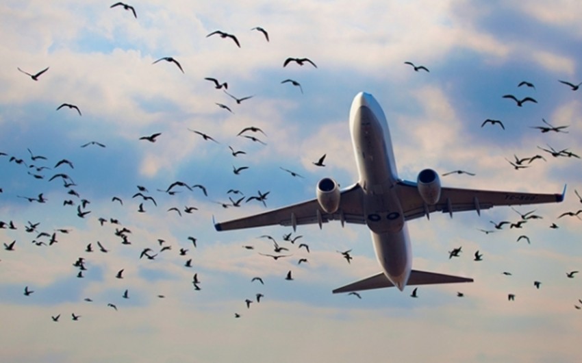 В США уничтожили 70 тысяч птиц ради обеспечения безопасности полетов