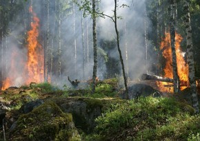 Парламент Азербайджана ужесточил наказания за уничтожение зеленых насаждений