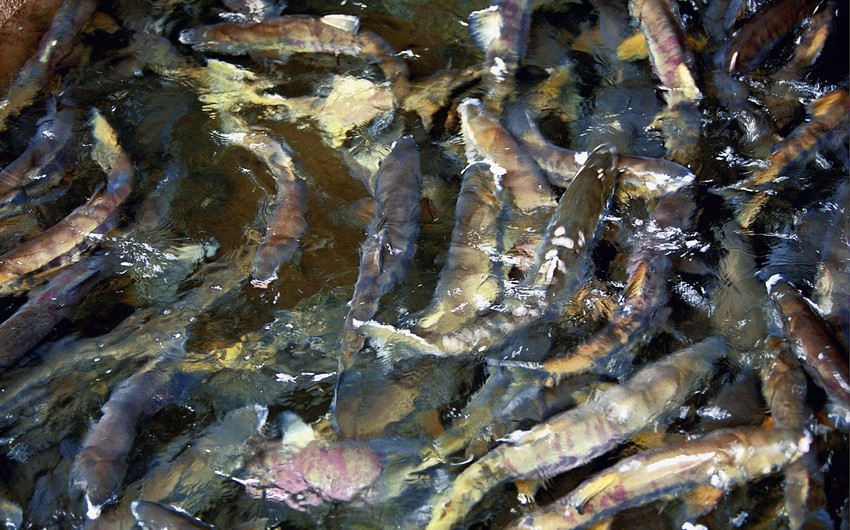 Almaniyada anomal istilər səbəbindən kütləvi balıq ölümünün olması proqnozlaşdırılır