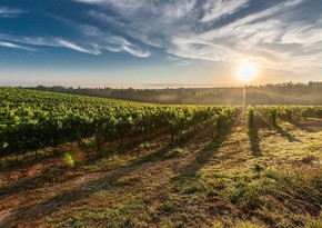 Agrarian sector grew by about 4% in Azerbaijan