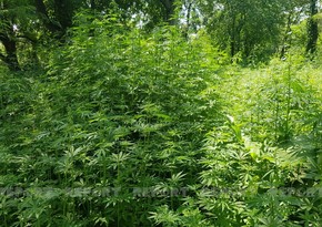 В Гейгеле уничтожено около 4 тонн наркотических растений