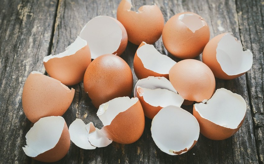 Scientists create a surgical material from eggshells