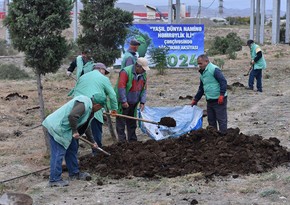 “Yaşıl dünya naminə həmrəylik ili” münasibətilə Bakı-Quba yoluna 300 000 ağacın əkilməsi planlaşdırılıb