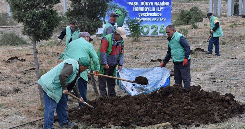 “Yaşıl dünya naminə həmrəylik ili” münasibətilə Bakı-Quba yoluna 300 000 ağacın əkilməsi planlaşdırılıb