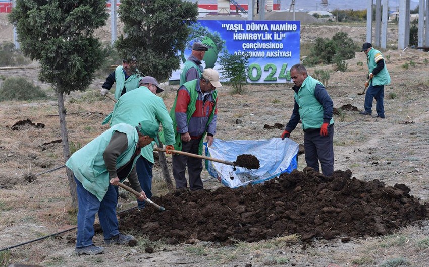 “Yaşıl dünya naminə həmrəylik ili” münasibətilə Bakı-Quba yoluna 300 000 ağacın əkilməsi planlaşdırılıb