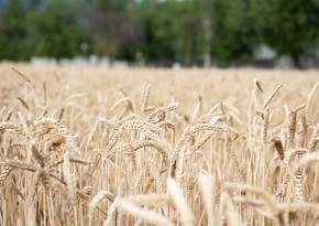 Azerbaijan reduces wheat import