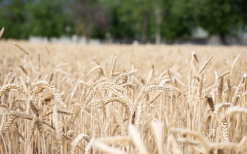Азербайджан сократил импорт пшеницы почти вдвое
