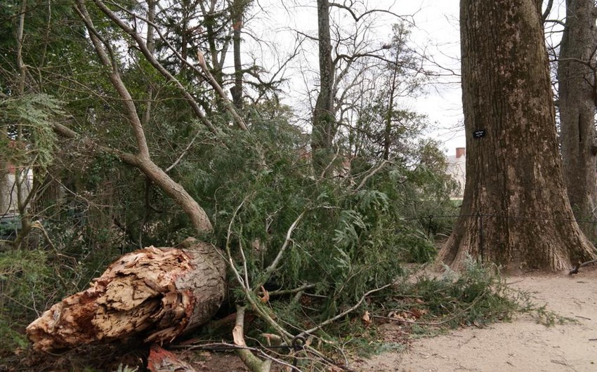 ABŞ-da qasırğa Corc Vaşinqtonun əkdiyi 227 yaşlı ağacı aşırıb