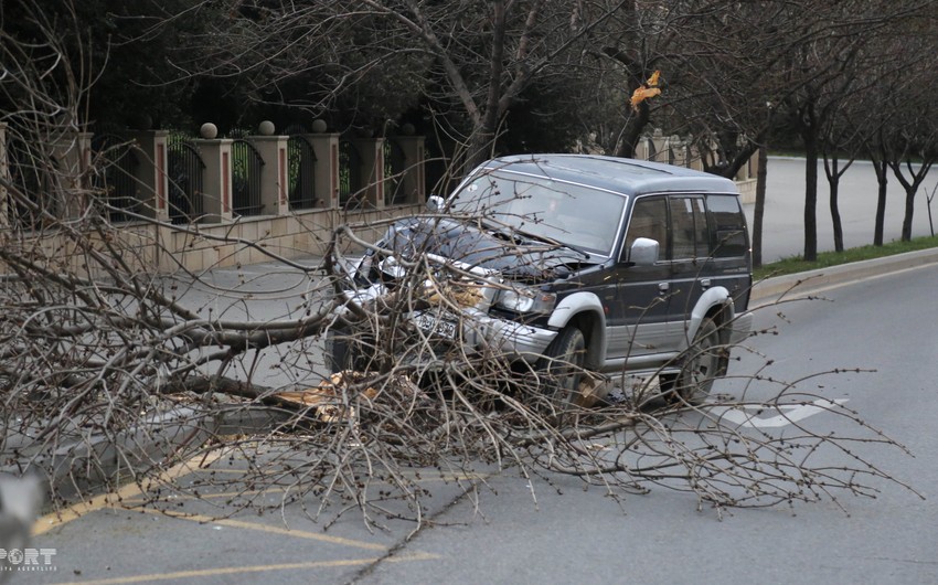 В Баку из-за сильного ветра автомобиль врезался в дерево - ФОТО - ВИДЕО - ОБНОВЛЕНО