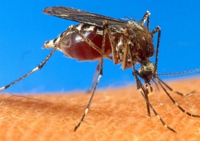 Власти Шри-Ланки предупредили о высоком риске заражения лихорадкой денге