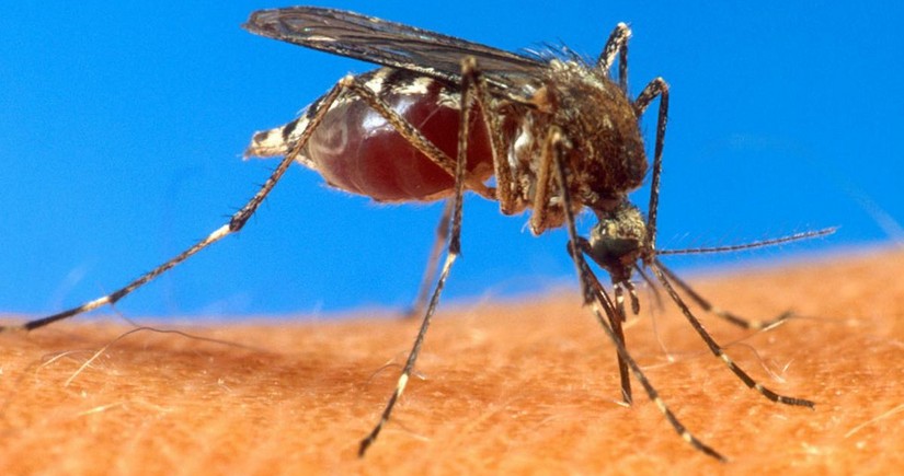 Власти Шри-Ланки предупредили о высоком риске заражения лихорадкой денге
