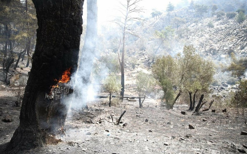 Пожары в турецкой Анталье почти потушены