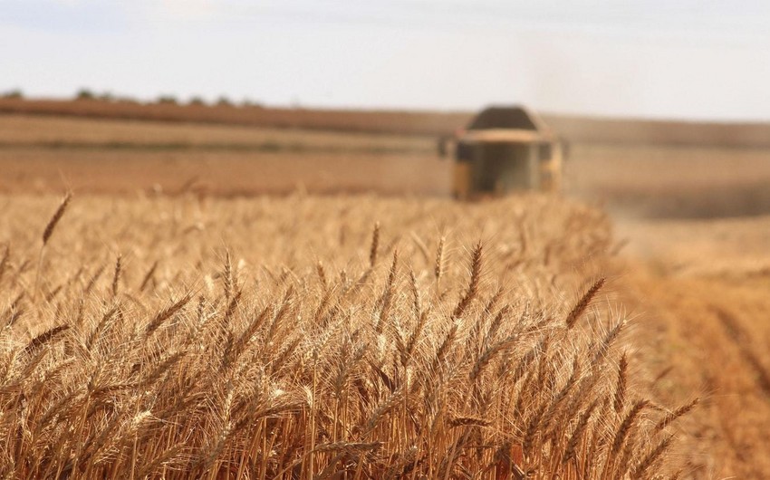 Азербайджан импортировал из России 1,4 млн тонн зерна