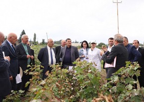 В Азербайджане предложено расширить использование местных сортов в хлопководстве