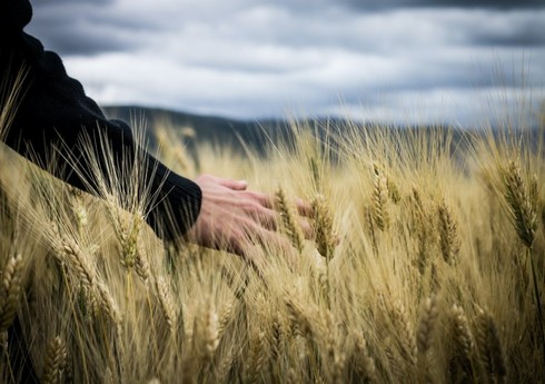 The Guardian: Человечеству грозит голод