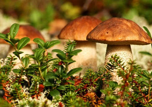 Часть грибов признали опасными для здоровья