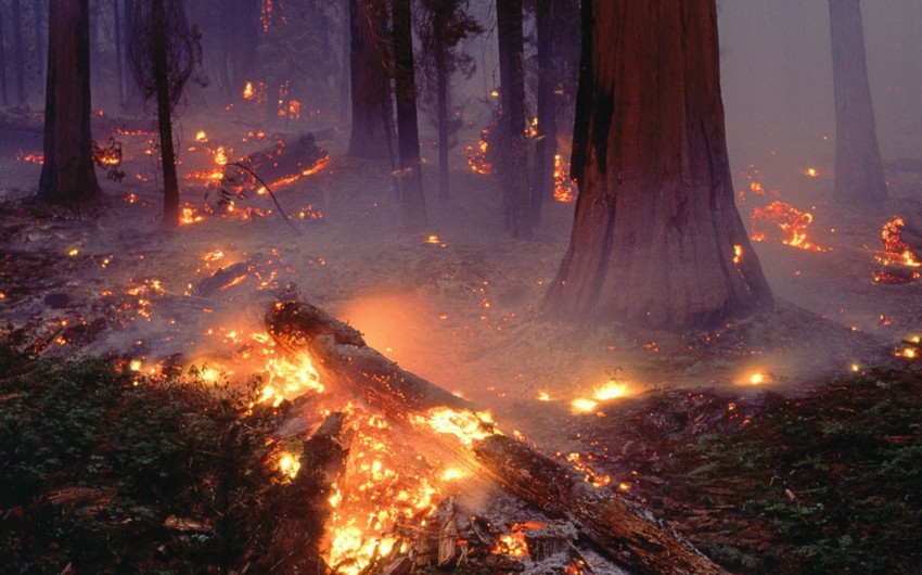 ​Мощные лесные пожары в Индонезии привели к гибели 10 человек