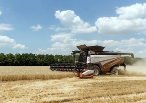 Russia introduces grain export quota