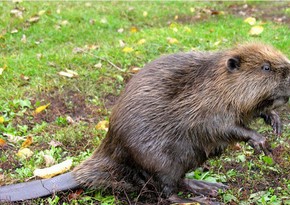 Beavers leave Canada residents without Internet access