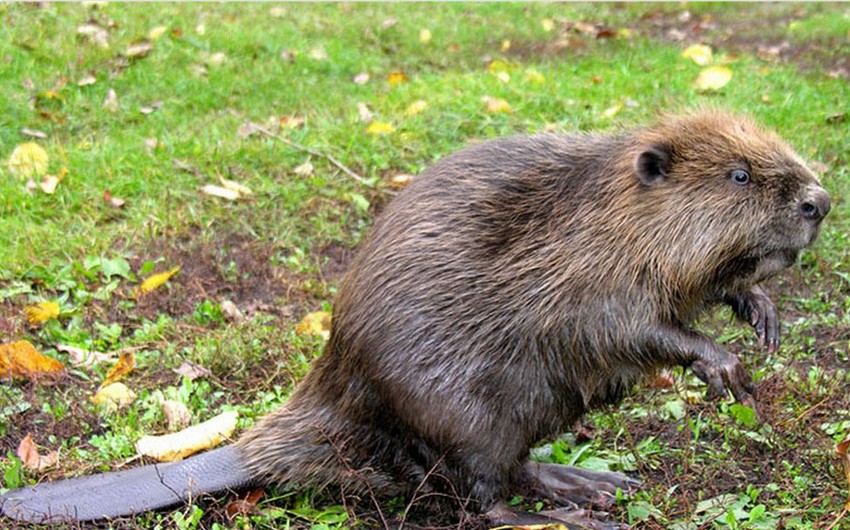 Beavers leave Canada residents without Internet access