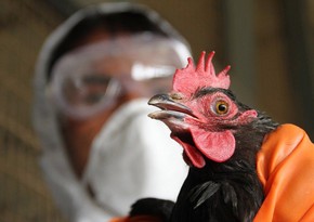 В Индии впервые в этом году человек скончался от птичьего гриппа