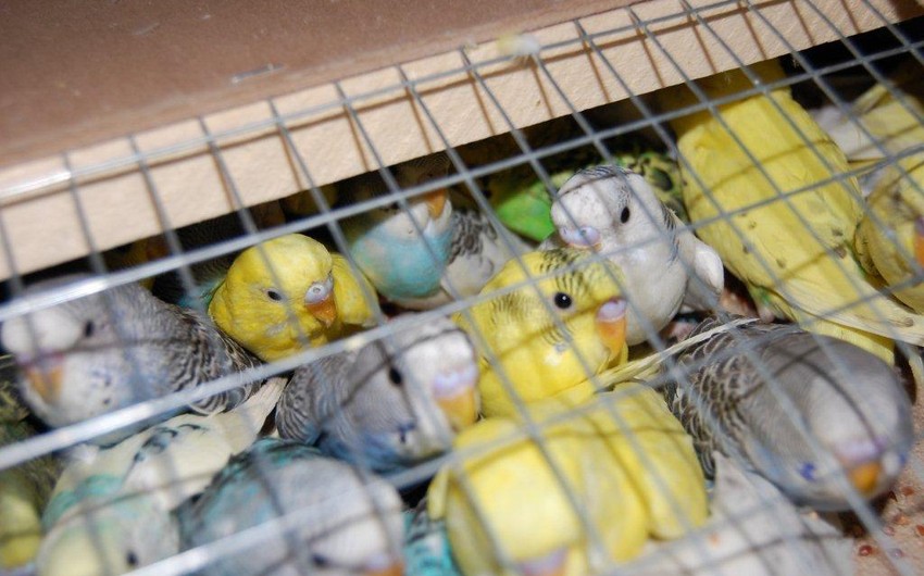 ​В Дагестан пытались незаконно провезти 380 попугаев из Азербайджана