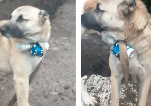 Всемирное общество защиты животных осудило использование Арменией собак для совершения теракта