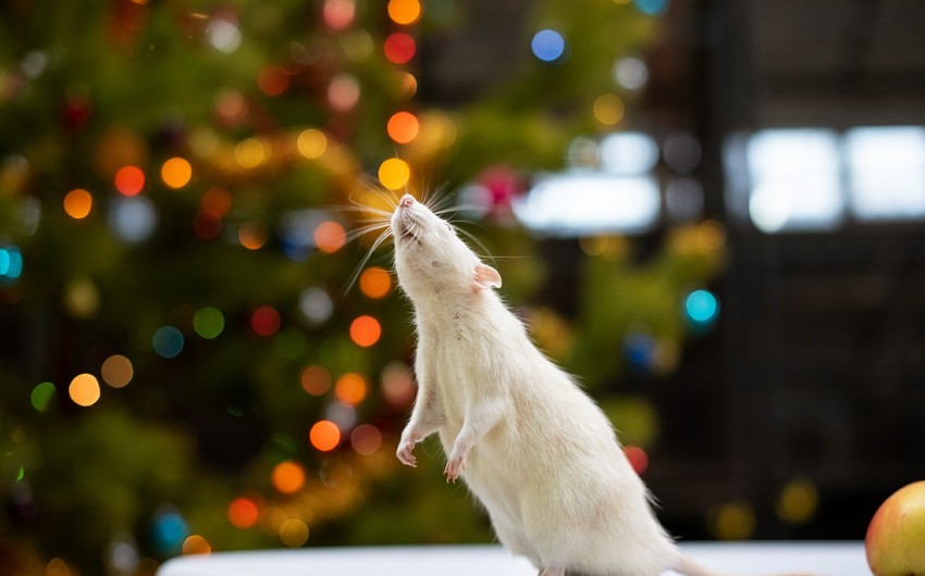 Rats getting more aggressive to find food during pandemic