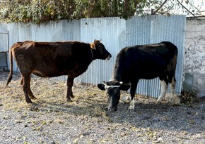 Госагентство приобретет домашний скот на 66 млн манатов в рамках проекта самозанятости 