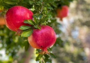 Azerbaijan sharply increases pomegranate exports