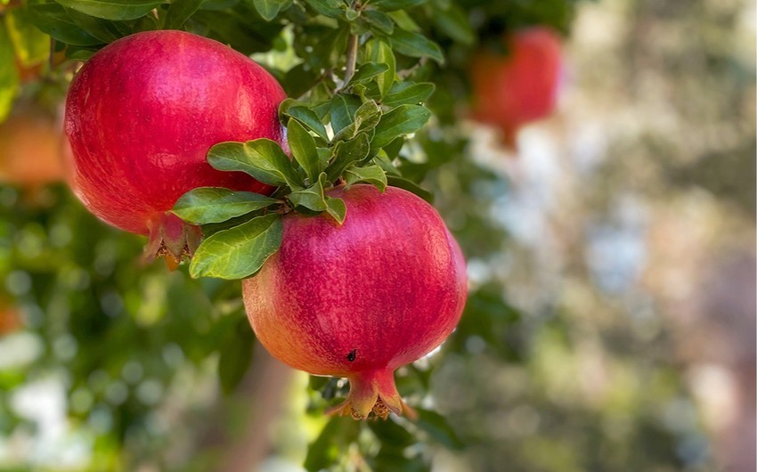 Azerbaijan sharply increases pomegranate exports