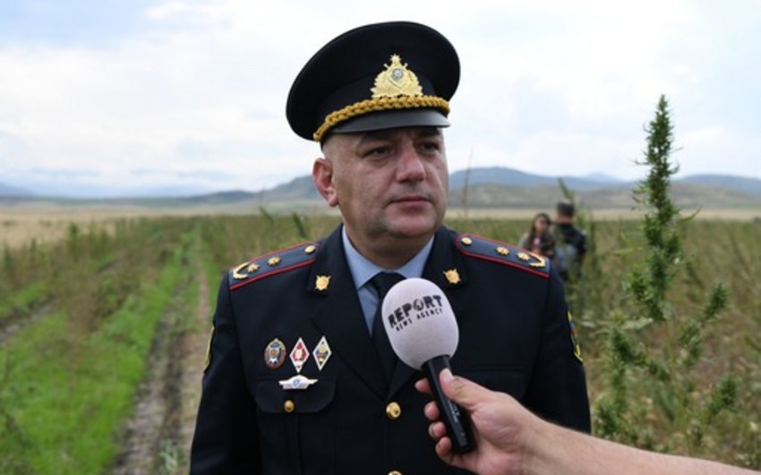 МВД Азербайджана: В Карабахе обнаружено более 100 га плантаций наркотиков