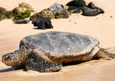 В Занзибаре отравившиеся мясом черепахи девять человек умерли 