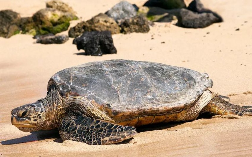 9 people dead and 78 others hospitalized after eating sea turtle meat on Zanzibar's Pemba Island