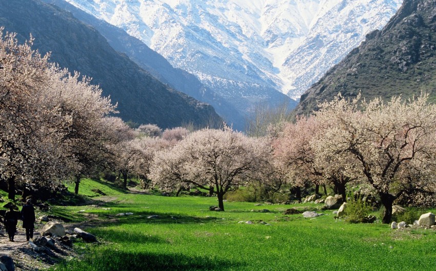 Tajikistan to create 'Apricot Garden of Friendship' in Azerbaijan