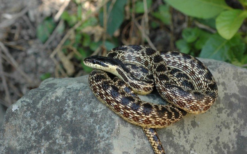 Azerbaijani and Russian scientists discover new snake species