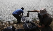 Over 100 tons of dead fish collect at Greek port after climate-related mass die-off