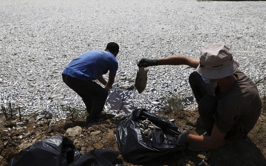 Egey dənizində təxminən 100 ton ölü balıq toplanıb