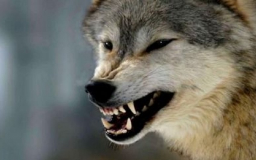 ​Министр: Нападение волков на села является проблемой, созданной человеком, а не животными