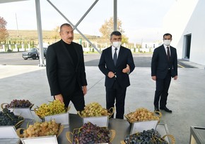 Состоялось открытие Шамахинского центра по выращиванию саженцев винограда