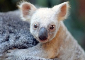 Koala listed as endangered as their numbers plunge